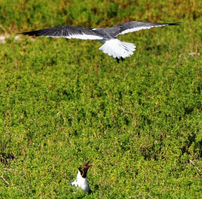 Alternate Plumaged Laughing Gulls