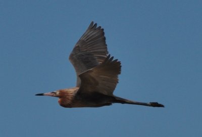 Alternate Plumaged Reddish Egret