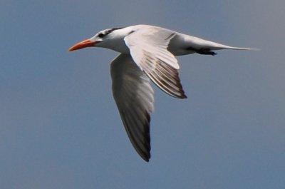 Basic Plumaged Royal Tern