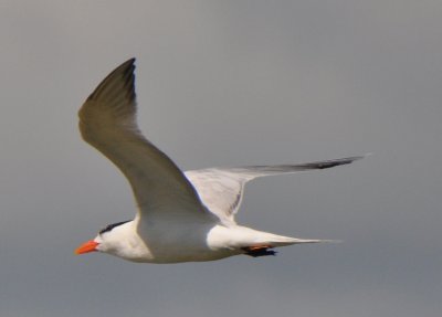 Basic Plumaged Royal Tern