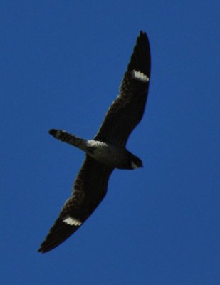 Male Common Nighthawk