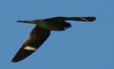 Male Common Nighthawk