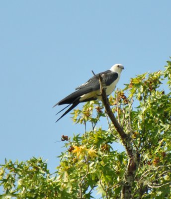 Juvenile Swallow-tailed Kite
