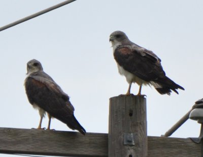 White-tailed Hawks