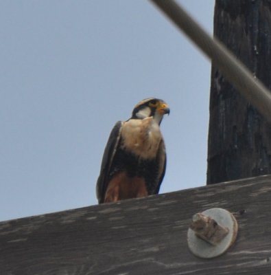 Aplomado Falcon (3)