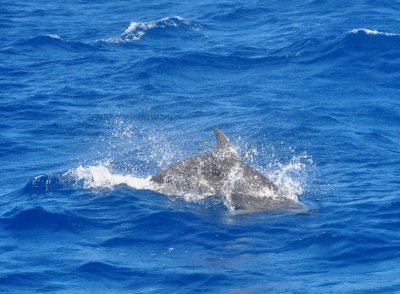 Atlantic Bottlenose Dolphin