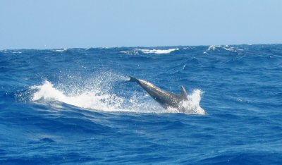 Atlantic Bottlenose Dolphin