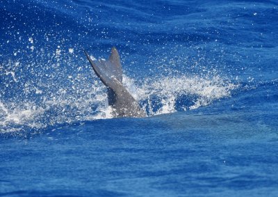 Atlantic Bottlenose Dolphin Tail