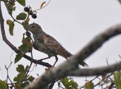 Juvenile Cassin's Sparrow