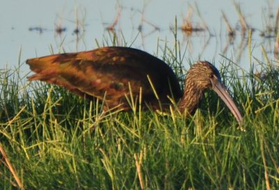 Glossy Ibis