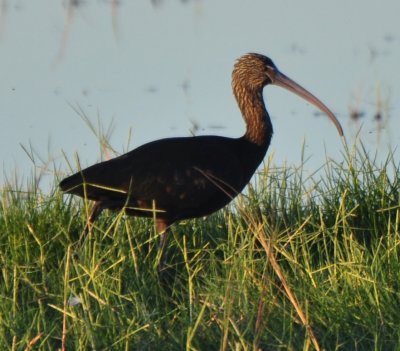 Glossy Ibis