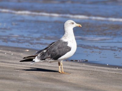 Molting 3rd Cycle Lesser Black-backed Gull