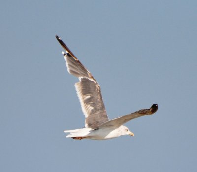 Molting 3rd Cycle Lesser Black-backed Gull