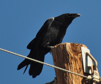 Chihuahuan Raven