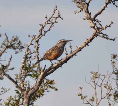 Cactus Wren