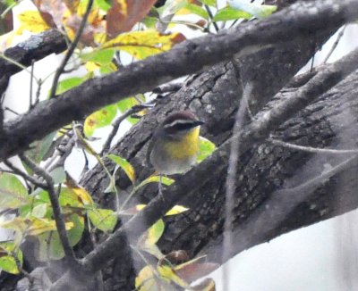 Rufous-capped Warbler (3)