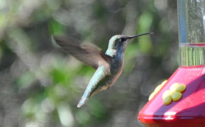 Ruby-throated Hummingbird