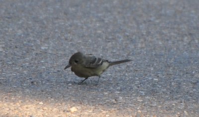 Greater Pewee