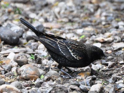 Female Red-winged Blackbird