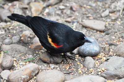 Male Red-winged Blackbird