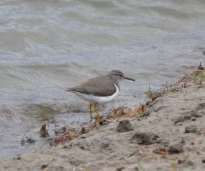 Basic Plumaged Spotted Sandpiper