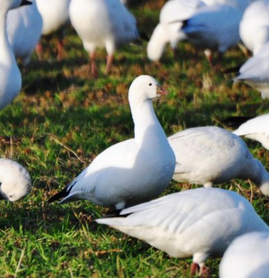 Ross's Goose