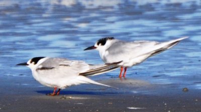 Basic Plumaged Common and Forster's Terns