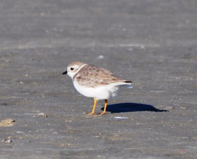 Basic Plumaged Piping Plover