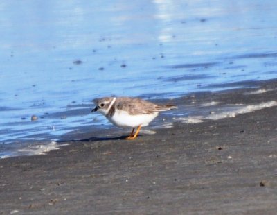 Basic Plumaged Piping Plover