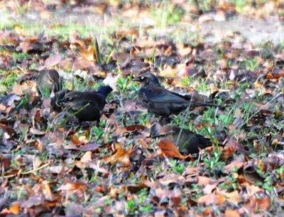 Basic Plumaged Rusty Blackbirds