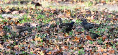 Basic Plumaged Rusty Blackbirds