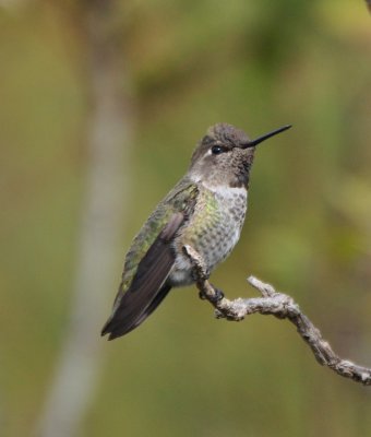 Sub-adult Male Anna's Hummingbird