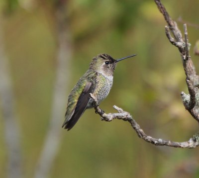 Sub-adult Male Anna's Hummingbird