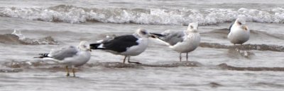 Lesser Black-backed, Herring, and Ring-billed Gulls