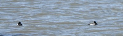 Greater Scaup