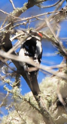 Male Eastern Downy Woodpecker