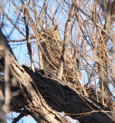 Great-horned Owl