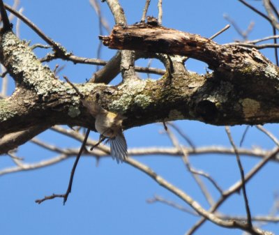 Golden-crowned Kinglet