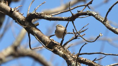 Golden-crowned Kinglet