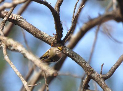 Golden-crowned Kinglet