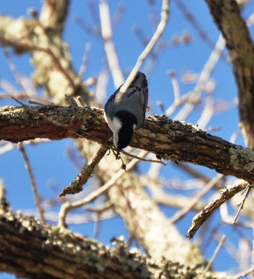 White-breasted Nuthatch