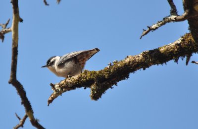 White-breasted Nuthatch