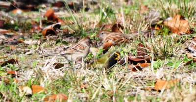 Field Sparrows and Yellow-faced Grassquit