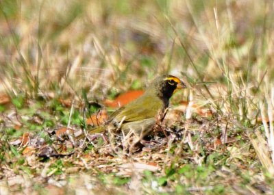Yellow-faced Grassquit