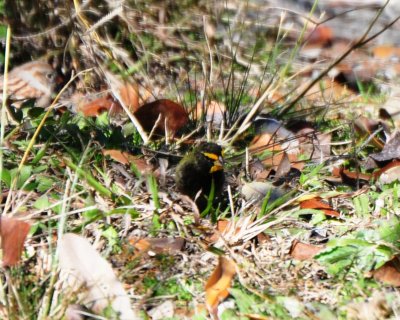 Yellow-faced Grassquit