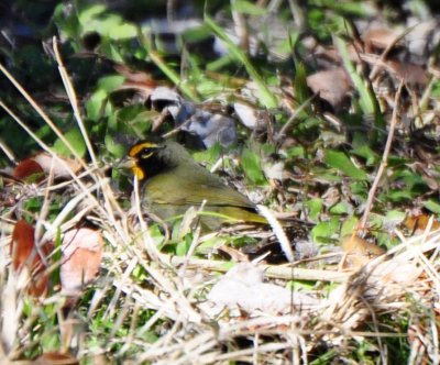 Yellow-faced Grassquit