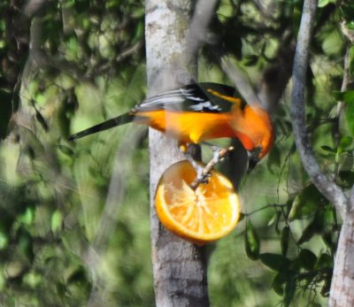 Altamira Oriole