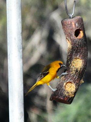 Altamira Oriole