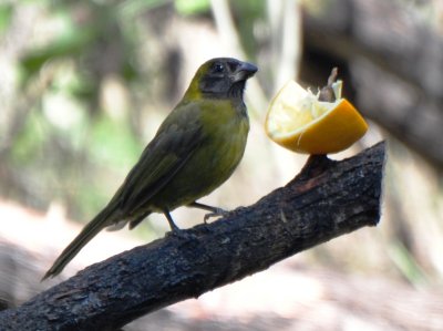 Crimson-collared Grosbeak (4)