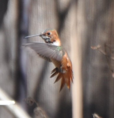 Male Allen's Hummingbird